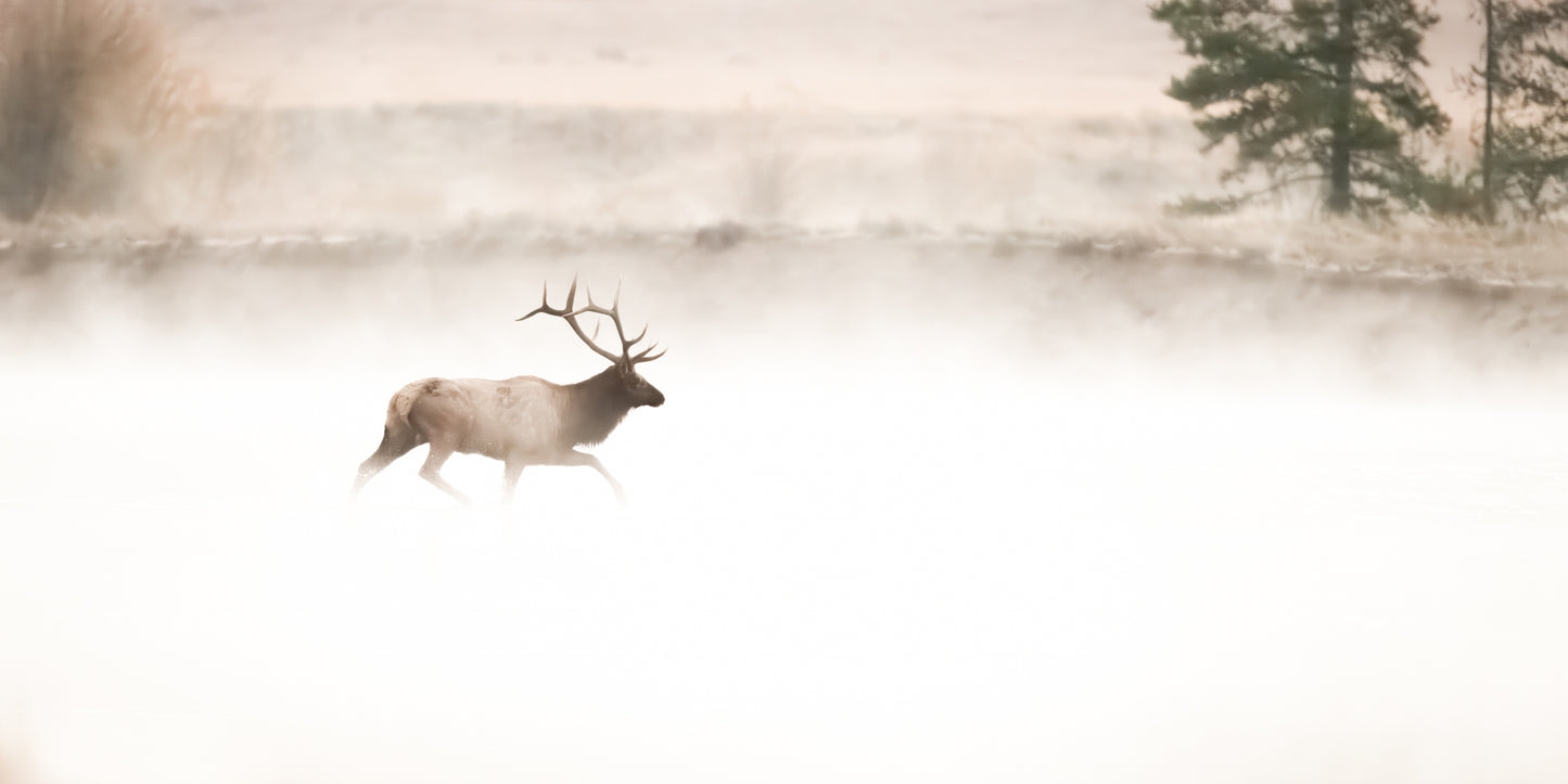 Elk Crossing