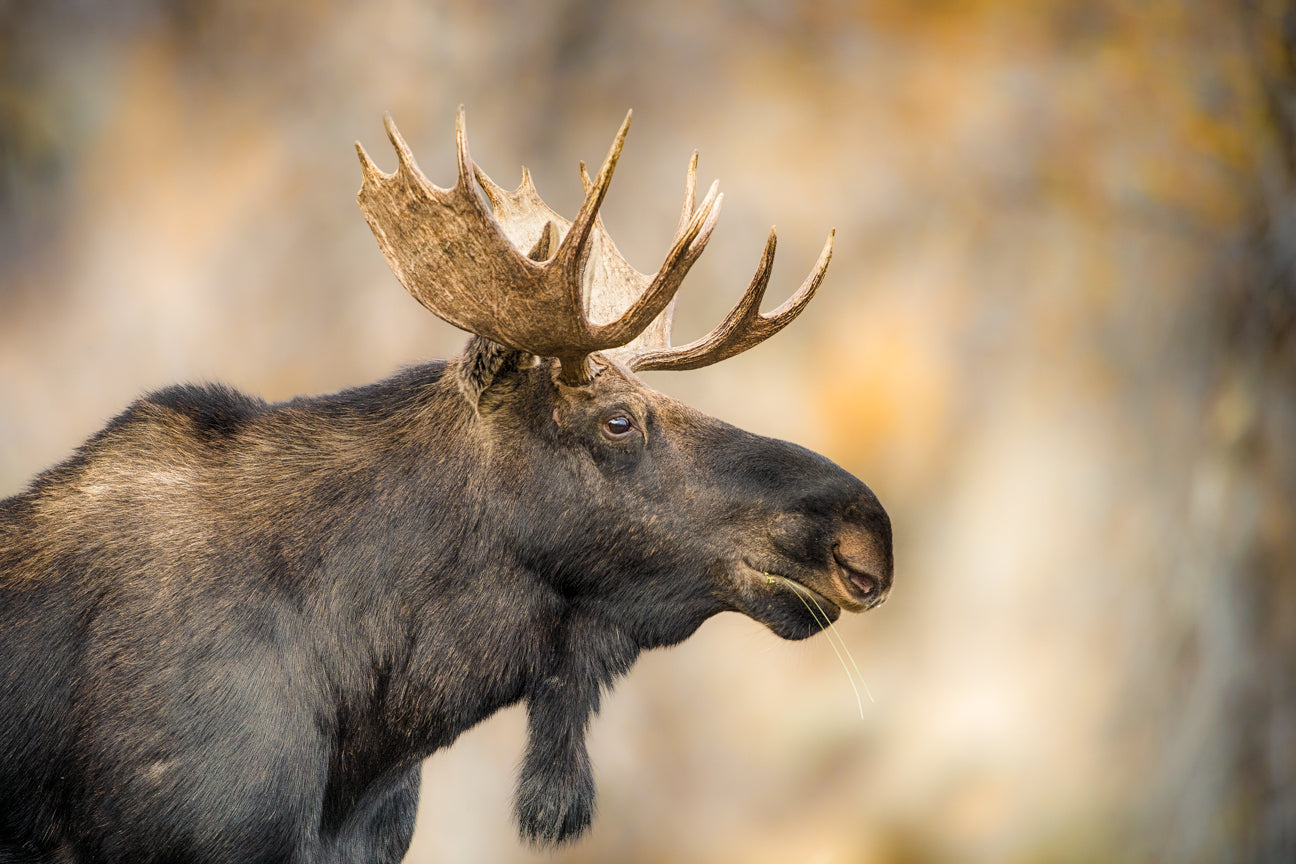 Bullwinkle