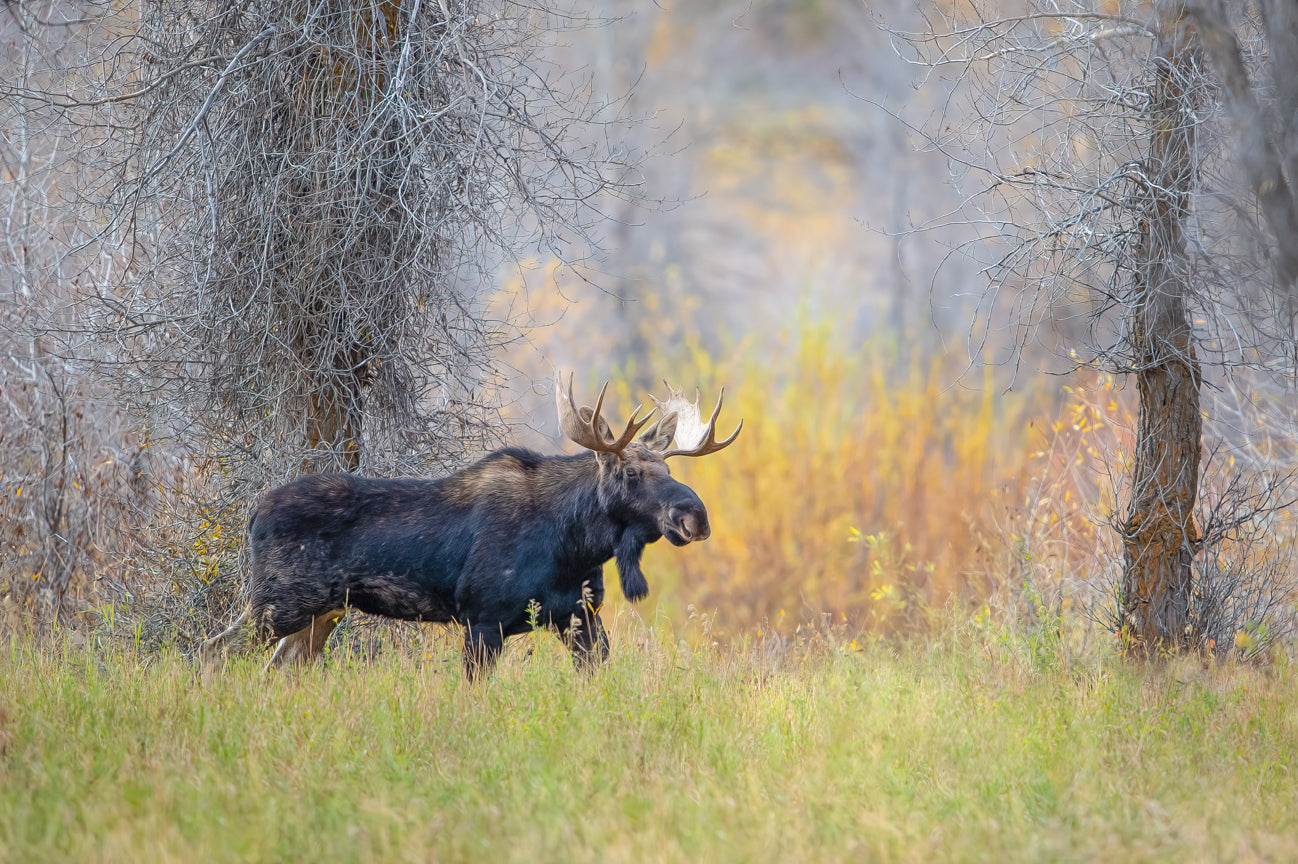 Bullwinkle II