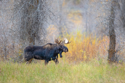Bullwinkle II