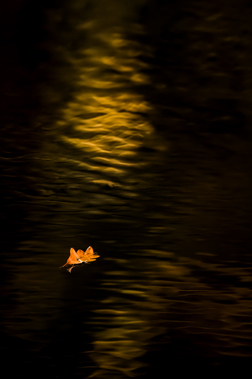 Golden Glow at Mabry Mill