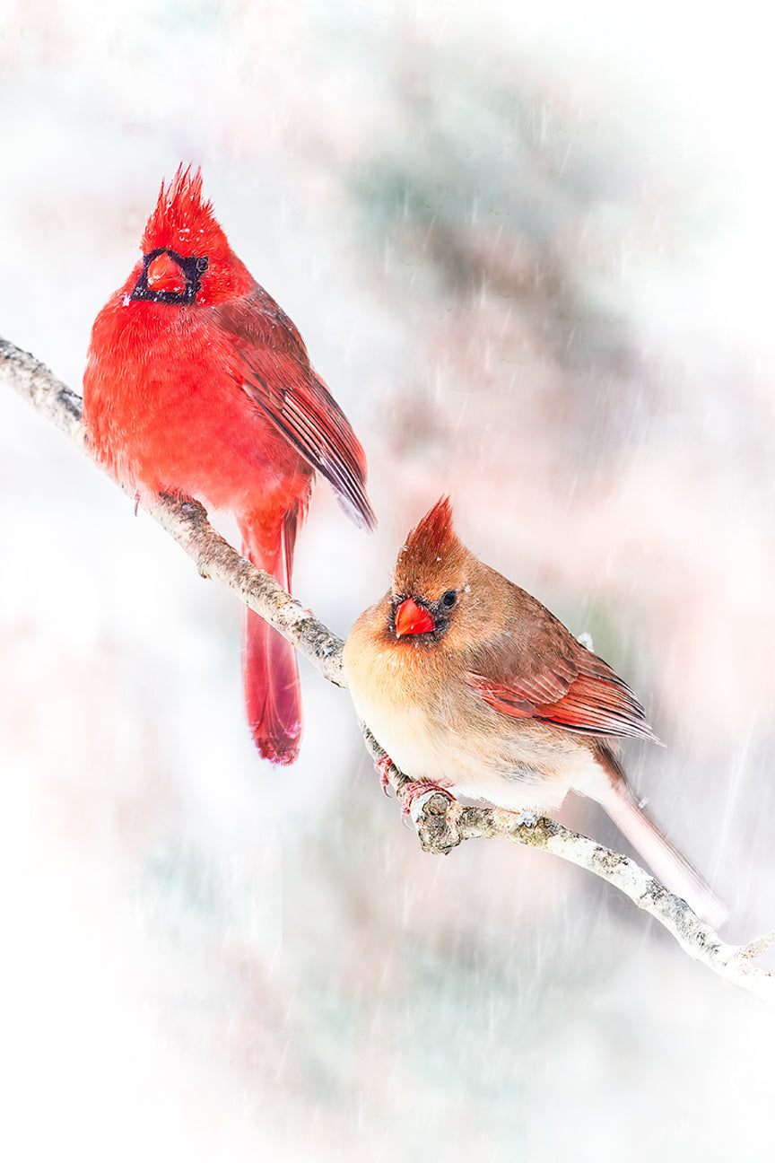 Snowy Serenade