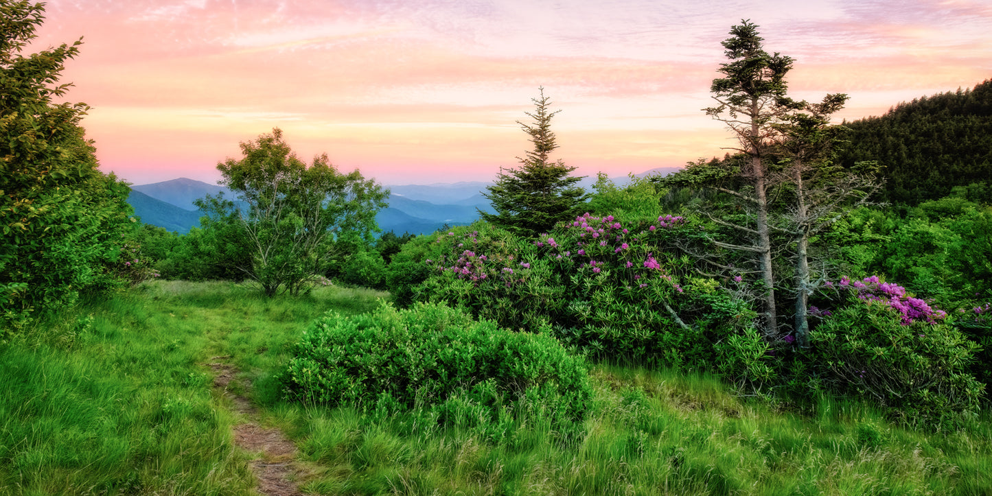 Roan Mountain Trail