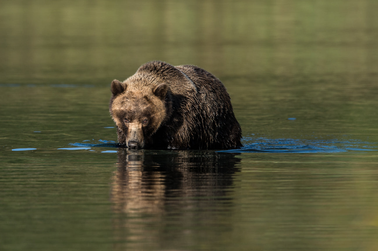 Bear Reflection