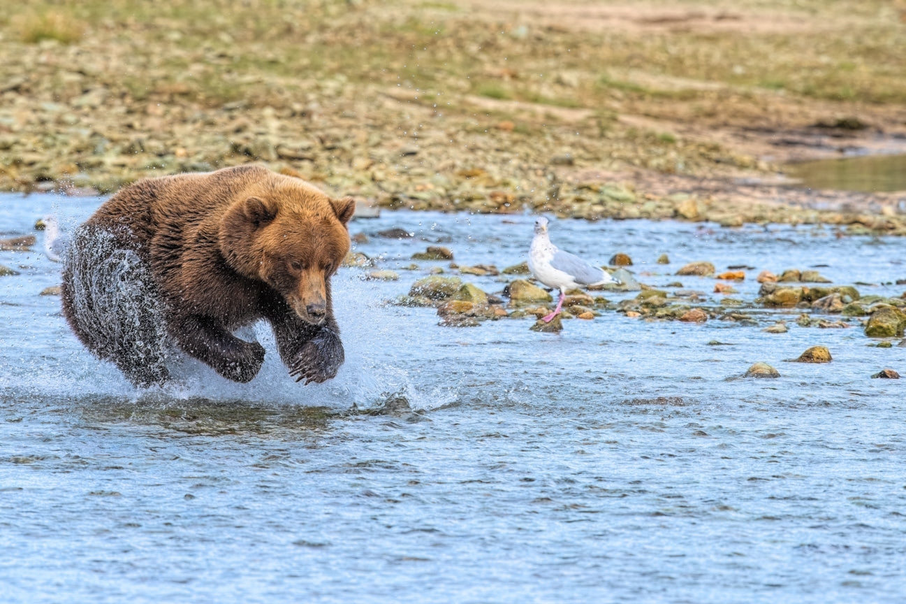 Chasing Salmon