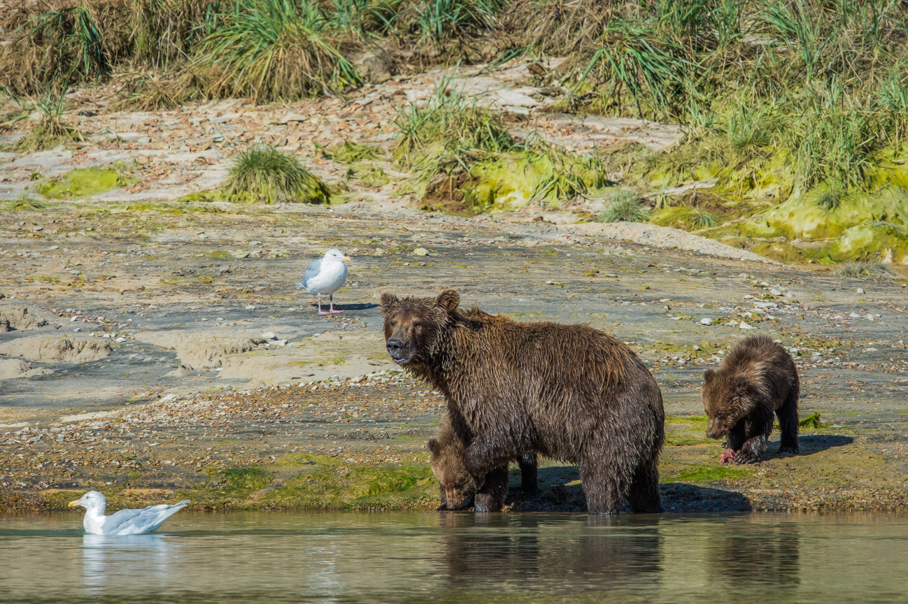 Feeding Time