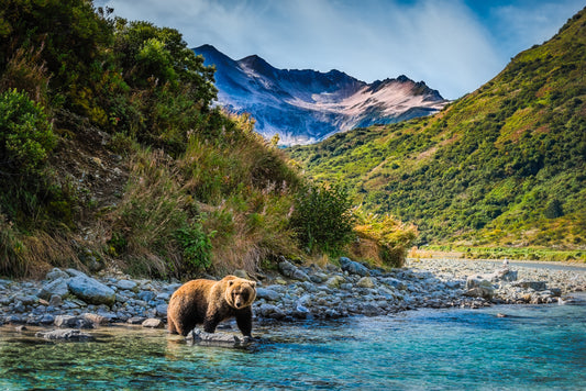 Salmon Run Fishing