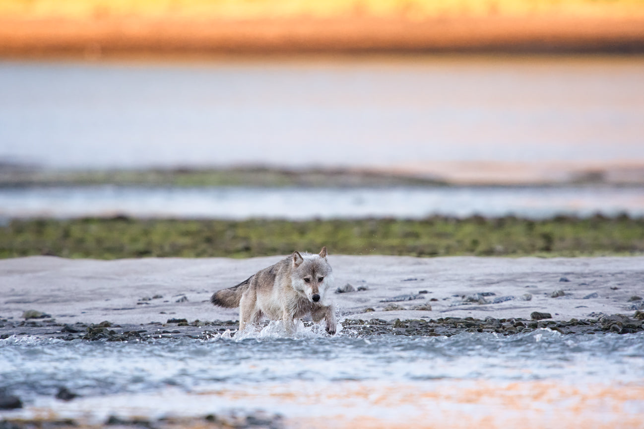 Wolf Crossing