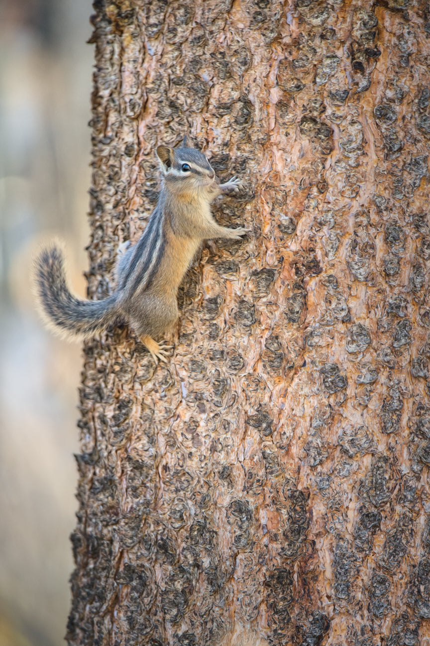 Least Chipmunk