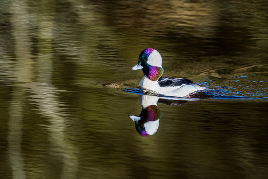 Assateague Bufflehead II