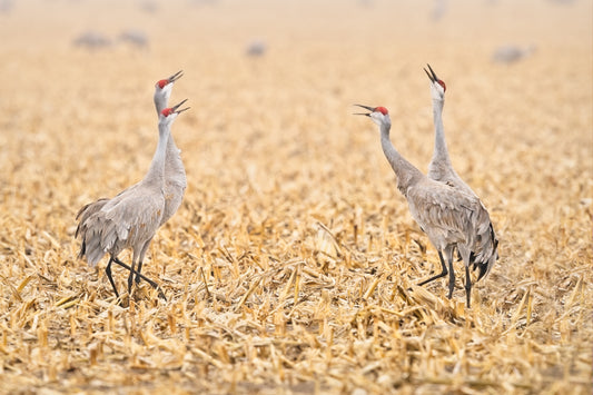 The Courtship