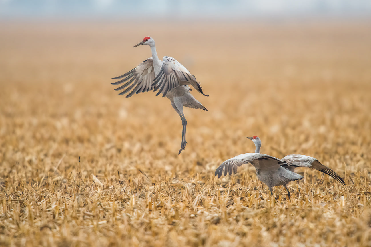 Crane Dance