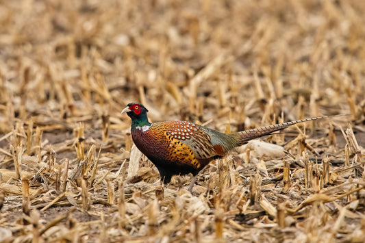 Ring-neck Pheasant