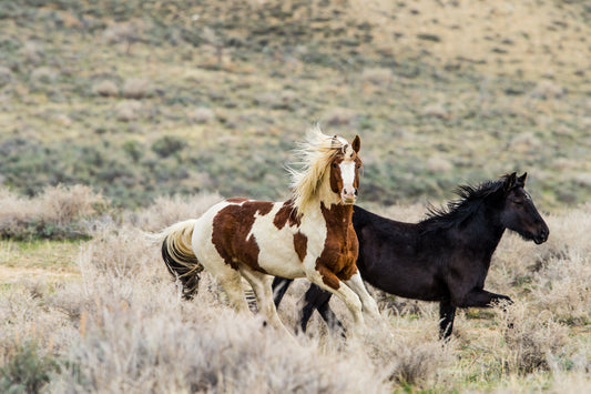 Comanche