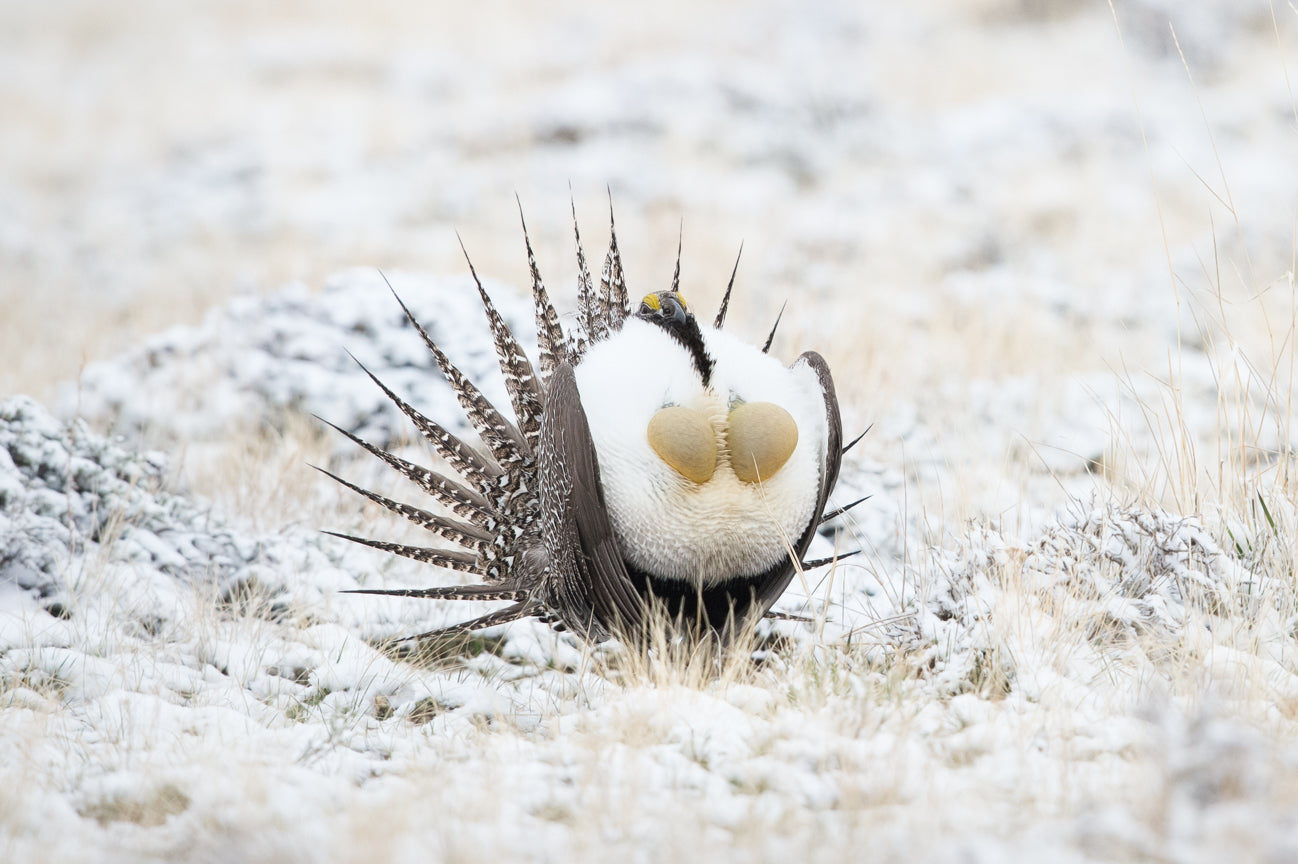 Grouse Strut