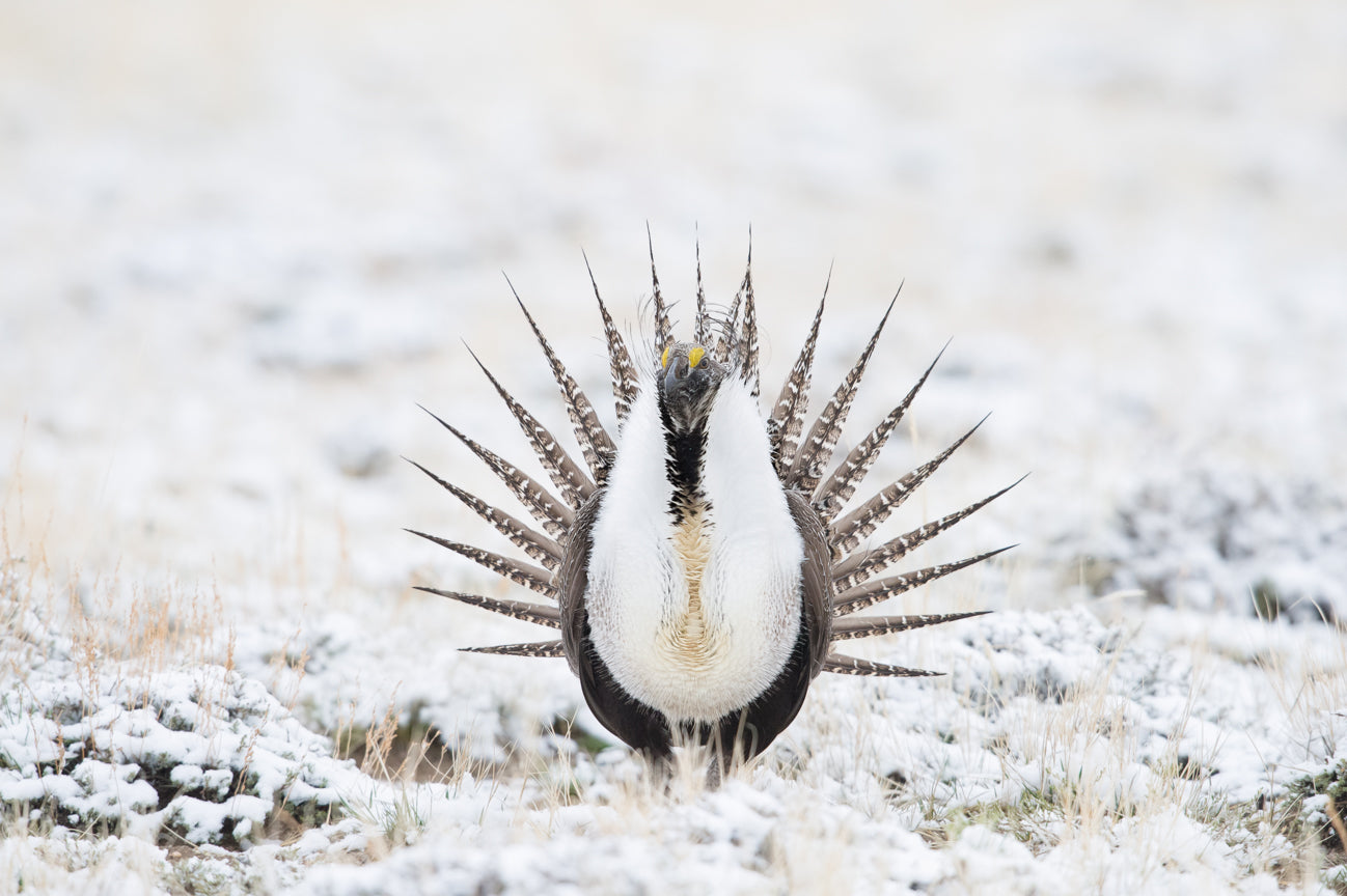 Greater Sage Grouse