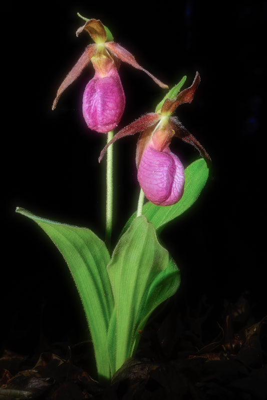 Pink Lady Slipper