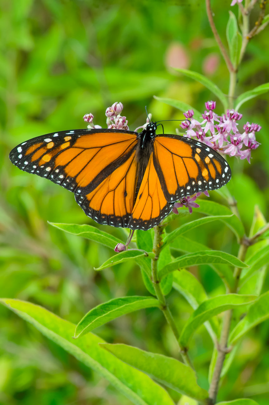 Monarch Butterfly