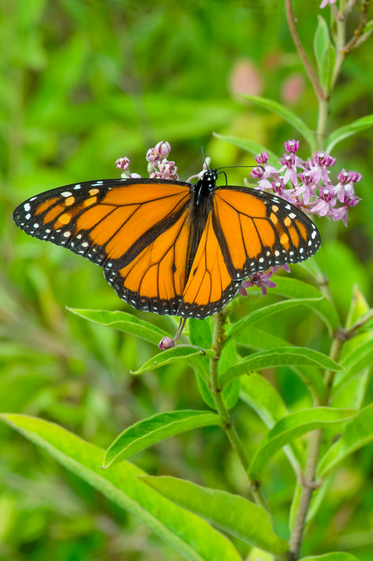 Monarch Butterfly