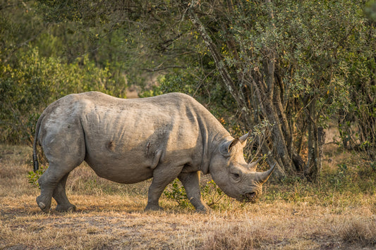 Black Rhino