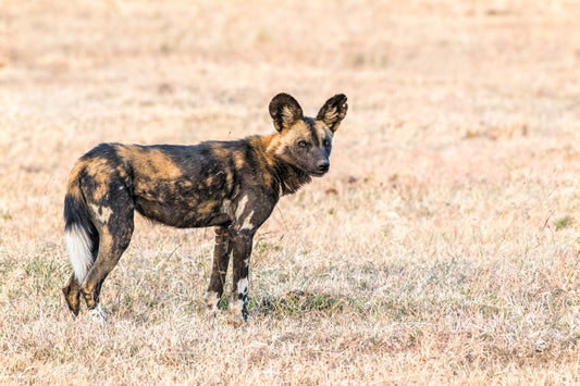 African Wild Dog