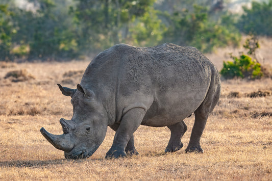 Southern White Rhinoceros