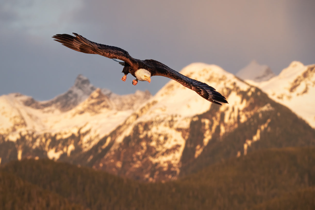 Silent Summit Soar