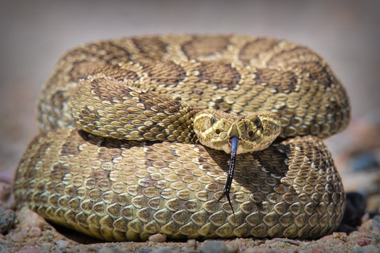 Prairie Rattlesnake