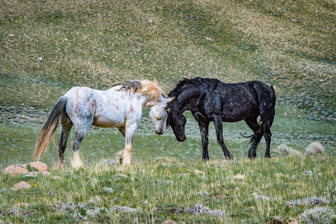 Standoff on the High Plains