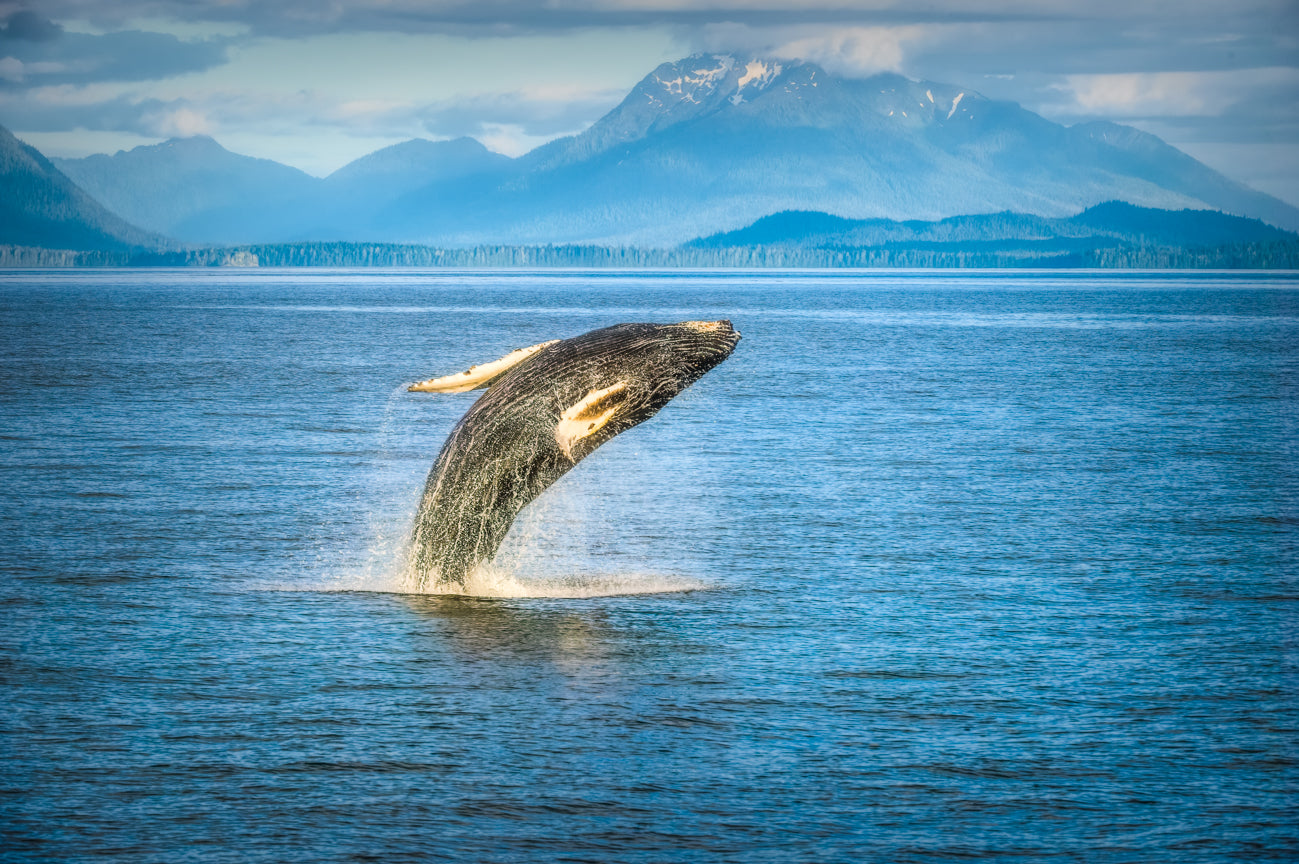 Humpback Breach