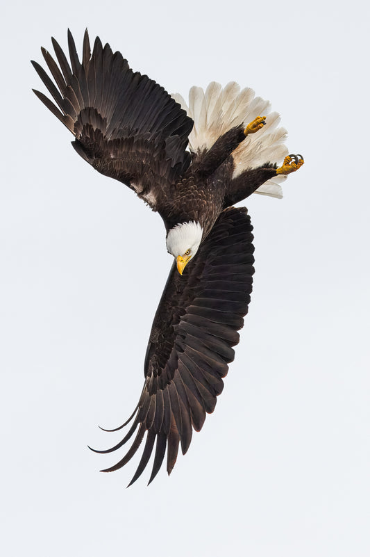 Dive Bomber