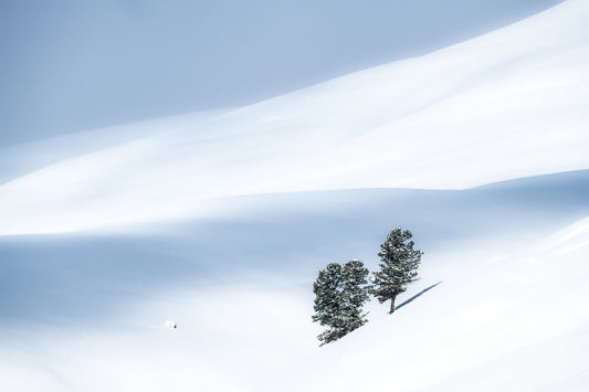 Snowy Sentinels