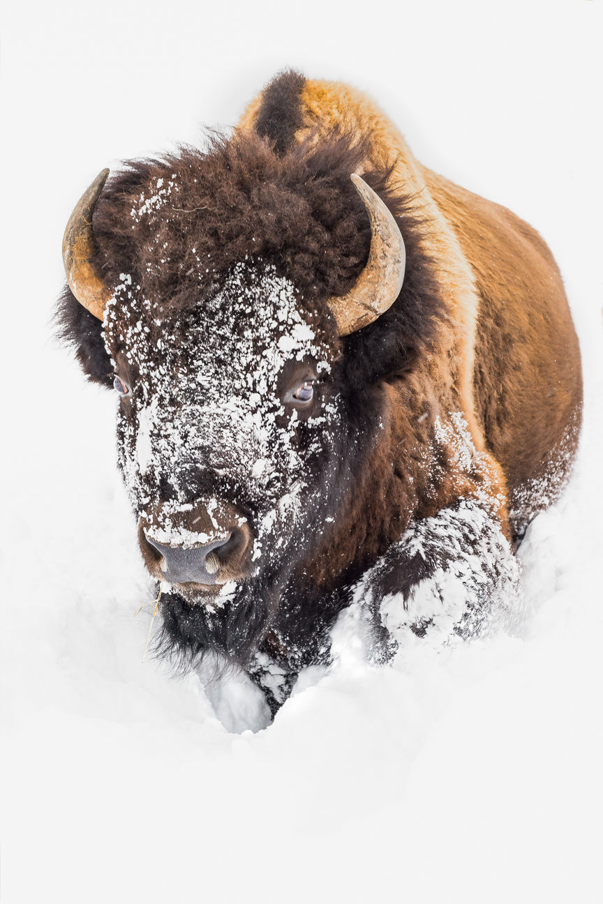 Bison Snow Mask