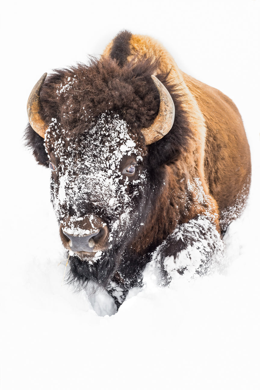 Bison Snow Mask