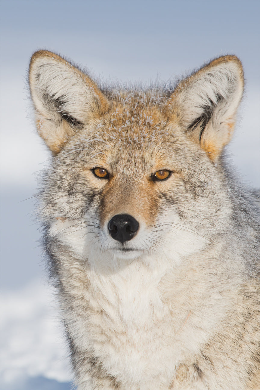 Prairie Wolf