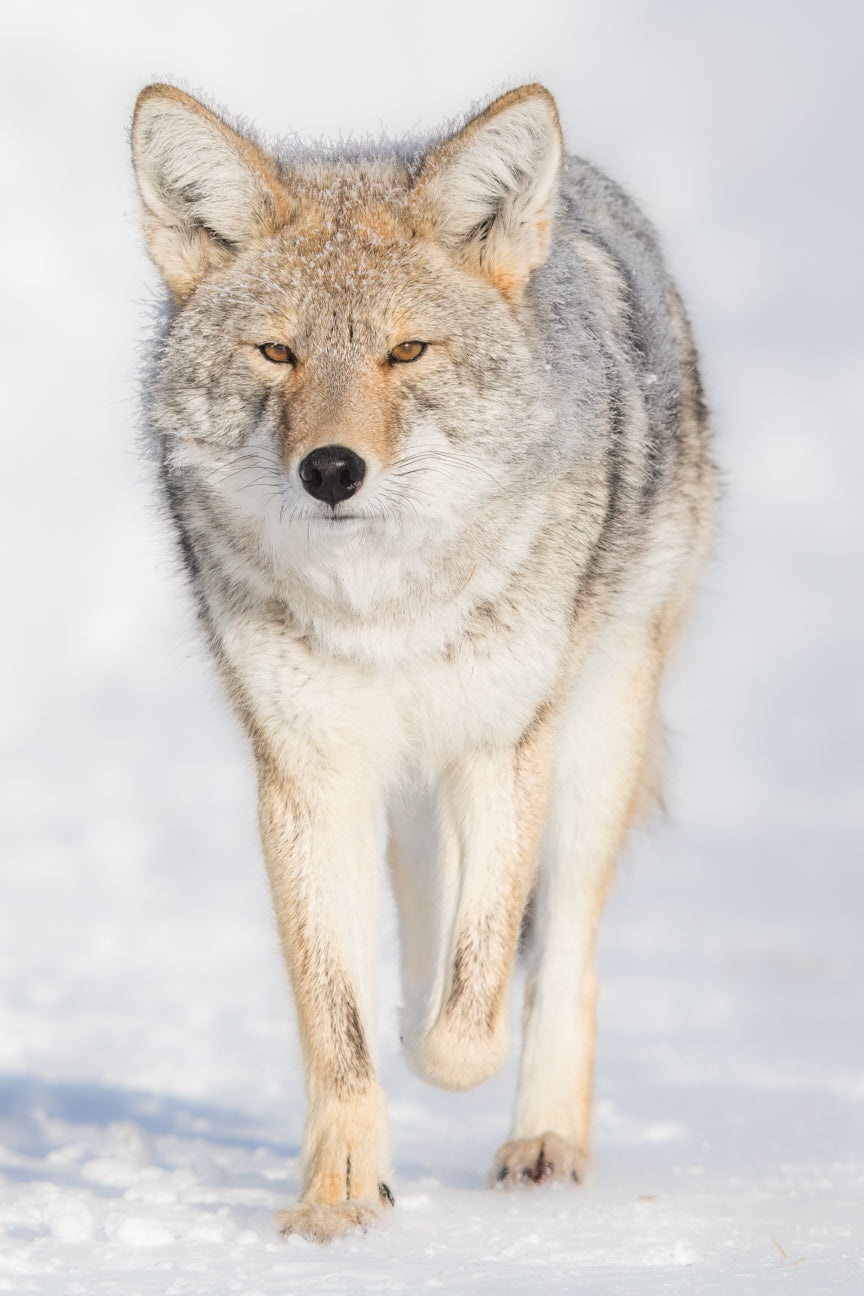 Coyote