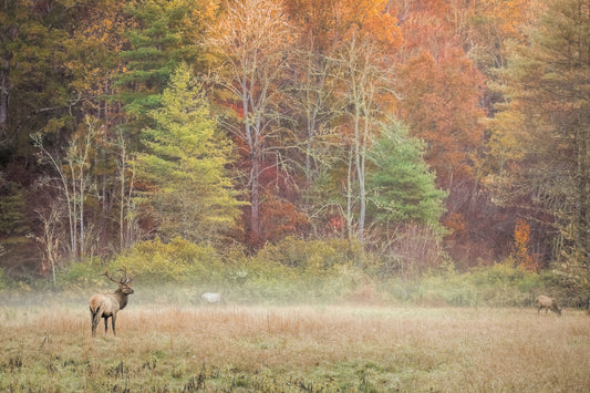 Cataloochee Elk Majesty