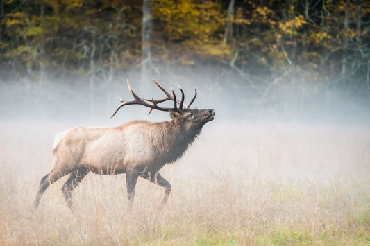 Cataloochee Misty Morning