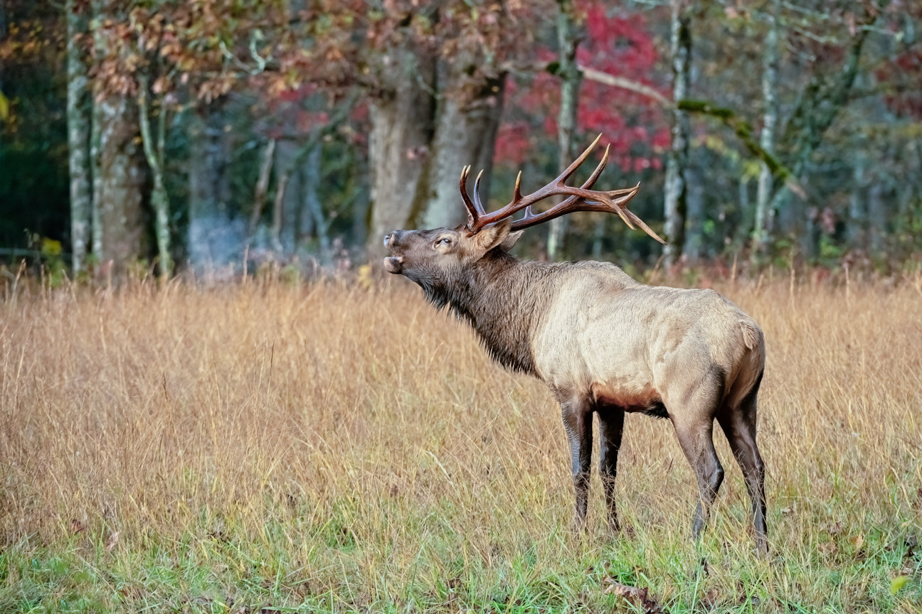 Cataloochee Morning Song