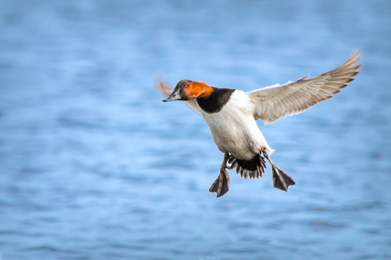 Canvasback Landing