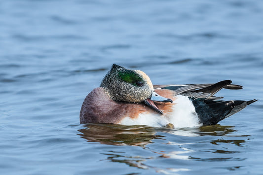 American Wigeon II