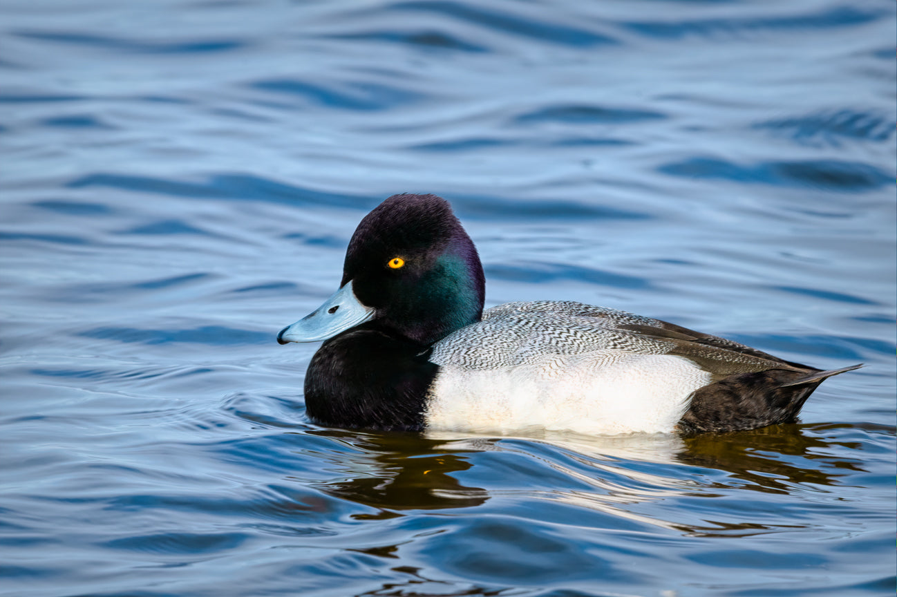 Little Bluebill II