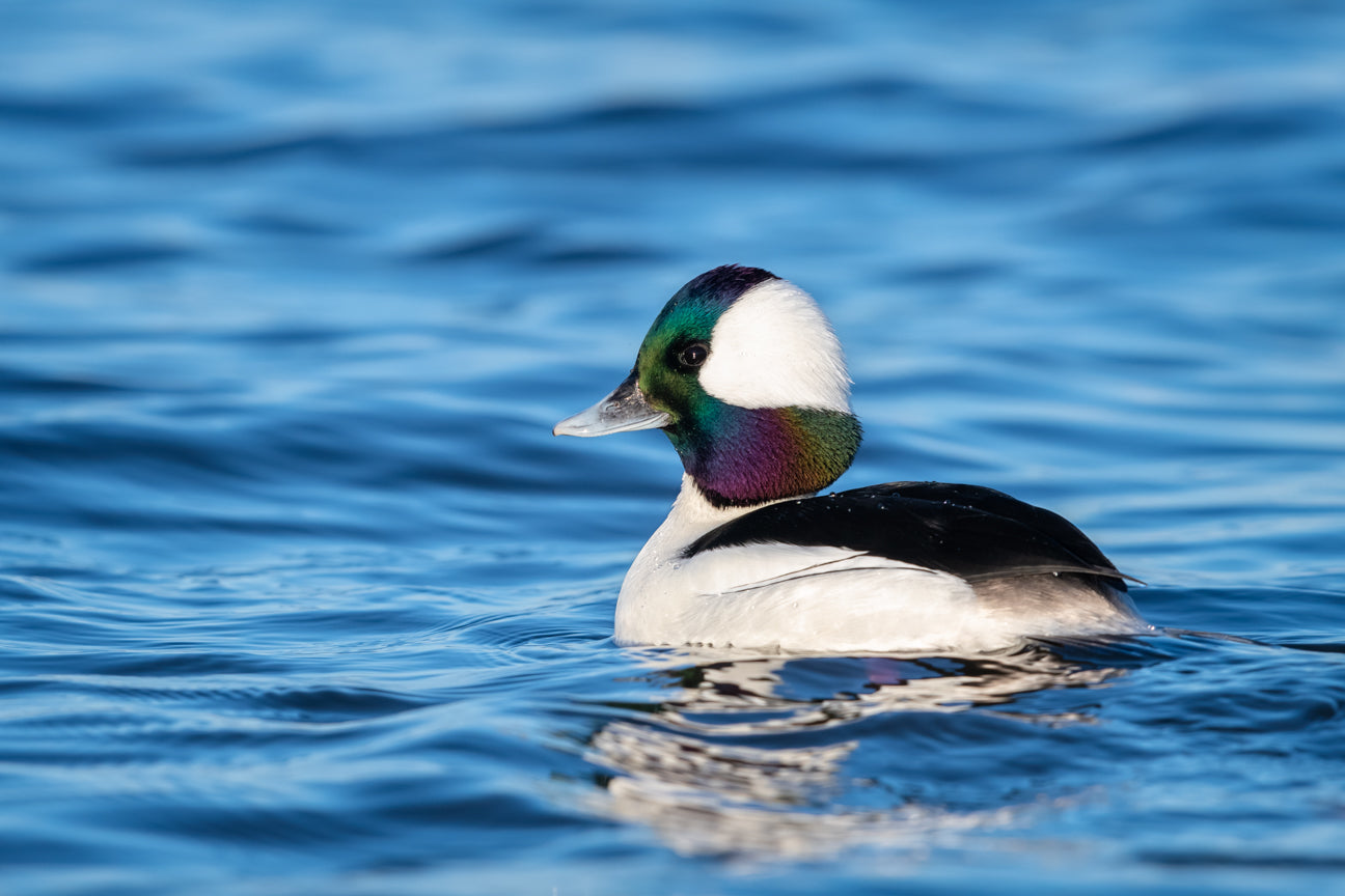 Cambridge Bufflehead