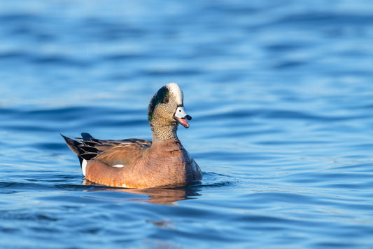 American Wigeon