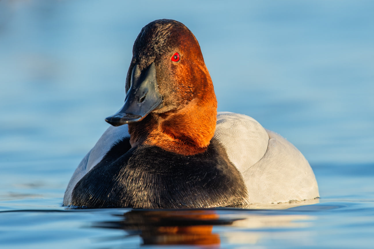 Sir Canvasback of Cambridge