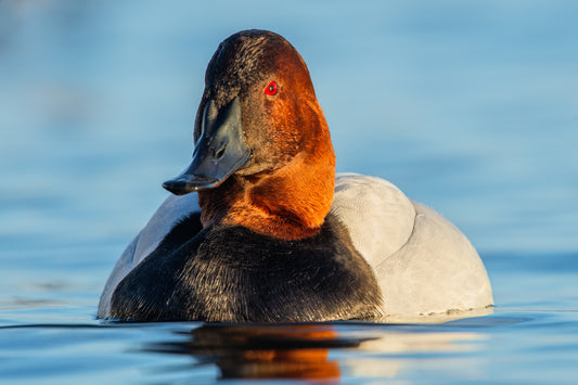 Sir Canvasback of Cambridge