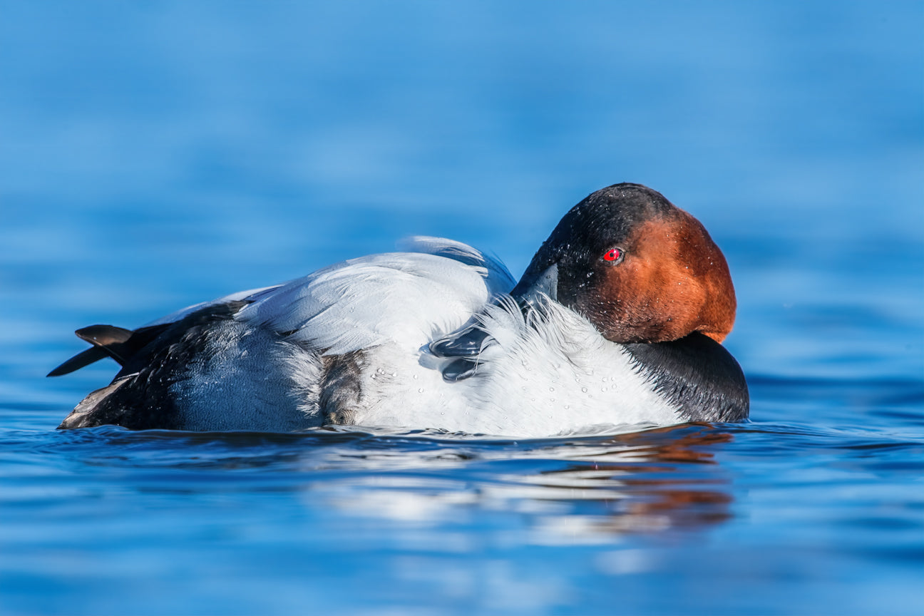 Preening Canvasback