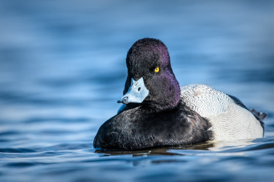 Sir Scaup of Cambridge