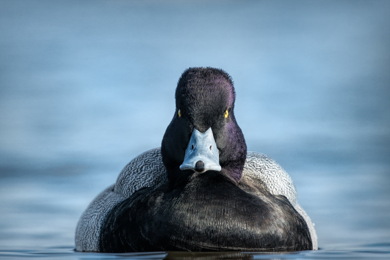 Lesser Scaup