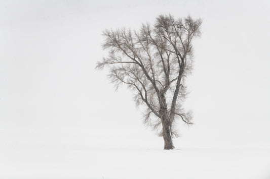 Solitary Cottonwood